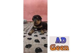used Rottweiler puppies for sale for sale 
